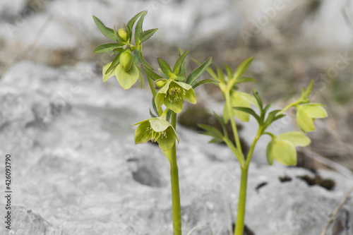 Closeup shot of Helleborus odorus plant in the garden photo