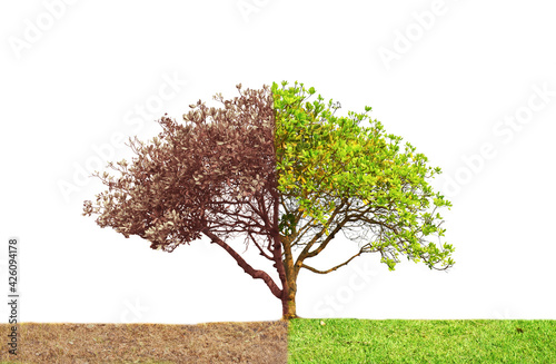 Concept of doubleness. Dead tree on one side and living tree on the different side. Isolated on a white background.