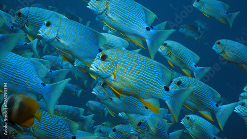 Sailfin Snapper spawning aggregation, Palau photo