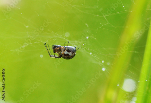 The spider sits on a web on a green background. Close-up.