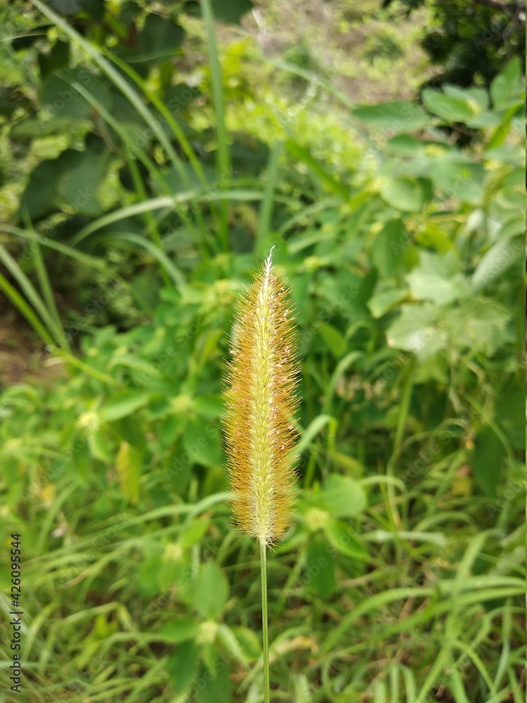 close up of a plant