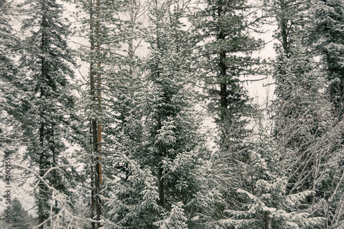 Branches of coniferous trees under dense layer of fresh snow, beginning of winter in forest