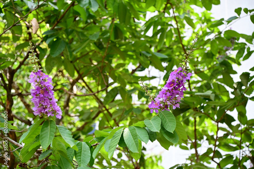 Queen's Flower, Queen's crape myrtle, Pride of India, Jarul, Pyinma or Inthanin Beautiful flowers of Thailand in the garden. 
Focus on leaf and shallow depth of field. photo