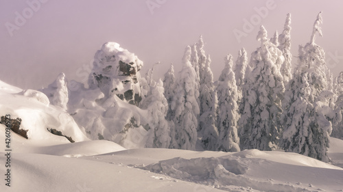 Winter landscape, frosty morning. Fir trees covered with snow and frost