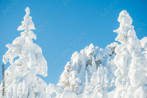 Snowy firs as figure in front of blue sky © Koirill