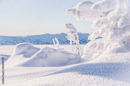 Soothing winter landscape with snowy forest. Frozen fir trees in soft pink light of fresh morning