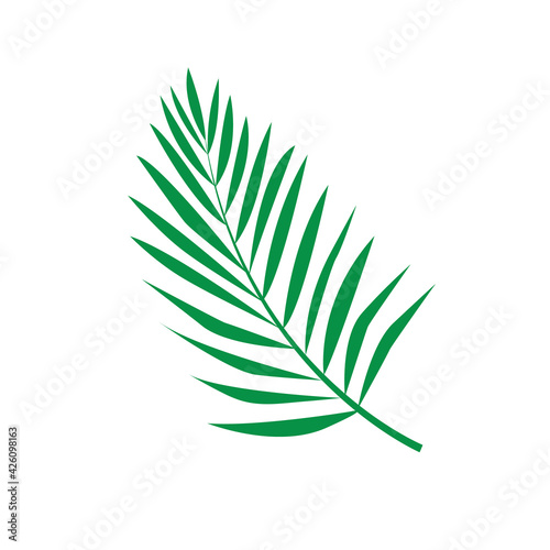 Tropical Palm leaf isolated on white background. Vector icon.