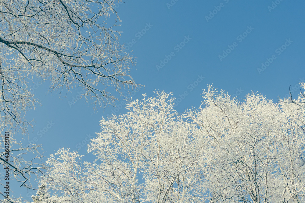 Branches in frost against blue sky. Snow forest in white velvet. Bottom up view in sunny cold weather. Branches in frost against blue sky. Snow forest in white velvet. Bottom up view in sunny cold weather.