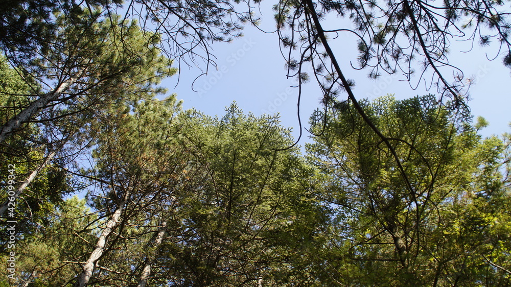Sentiero nel bosco sul monte Strega nelle Marche Sentiero nel bosco sul monte Strega nelle Marche