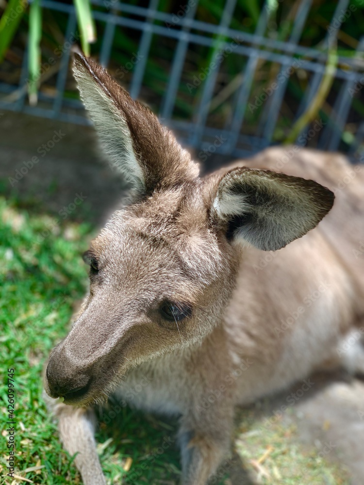 kangaroo in the zoo