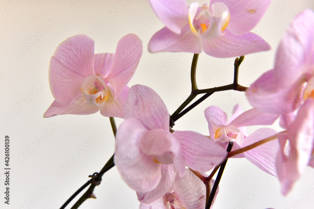Obraz premium Pink petals of orchid flower on white background.