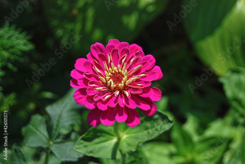 Beautiful zinnia flower