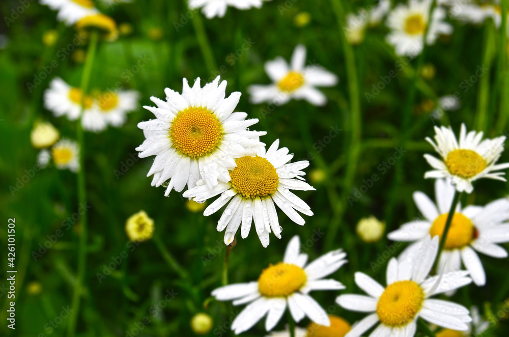 Beautiful camomile flower