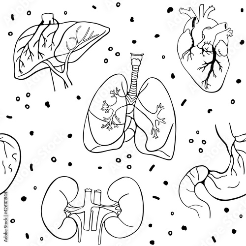 Seamless pattern with human internal organs: kidneys stomach lungs liver and heart. Vector background isolated on white background