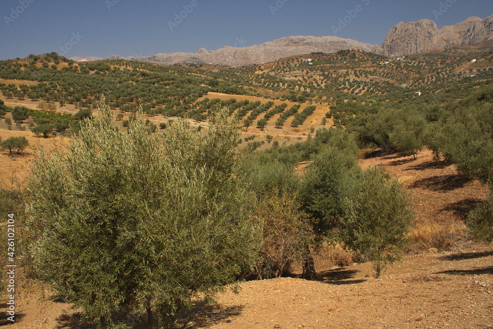 Landscape in Montes de Malaga in Andalusia,Spain, Europe
