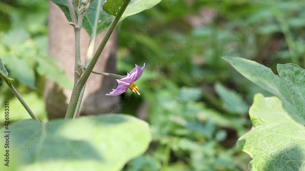 Fully bloomed eggplant flower in the agriculture field Fully bloomed eggplant flower in the agriculture field