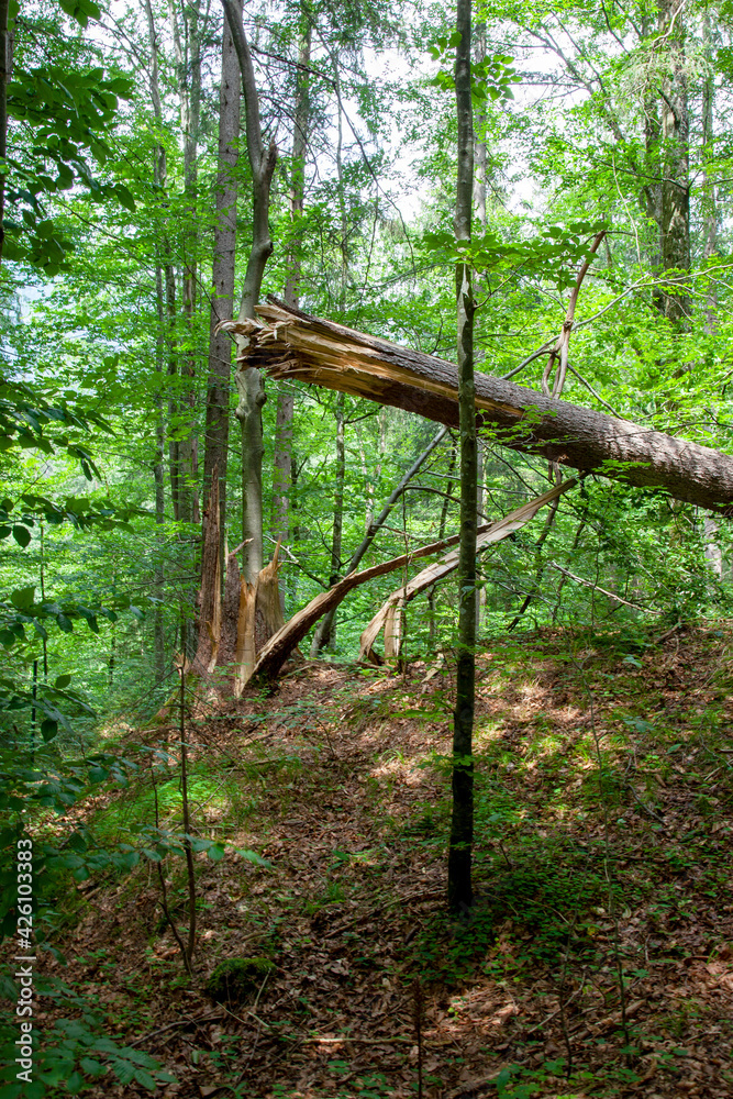 Storm damage. Fallen tree in the forest after a storm. Large tree trunk broken down by high winds and lightening due to thunderstorm. concept for tree cutting service ad. vertical image Storm damage. Fallen tree in the forest after a storm. Large tree trunk broken down by high winds and lightening due to thunderstorm. concept for tree cutting service ad. vertical image