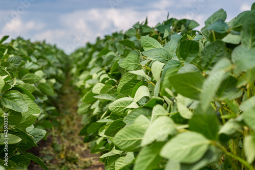 Close-up of a soybean plant field under a blue sky on a summer day