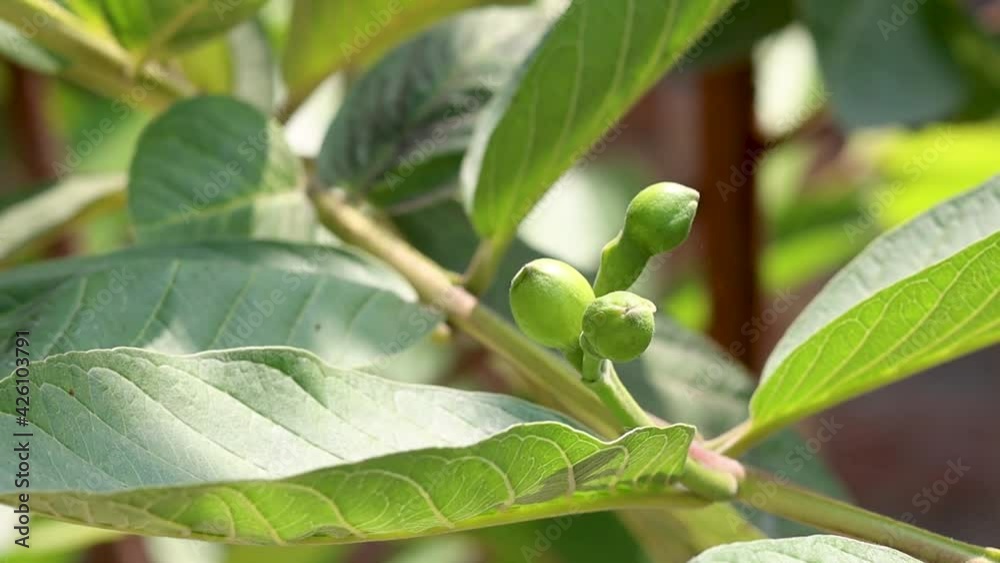 Guava branch with flower buds shaking with air close up footage Guava branch with flower buds shaking with air close up footage