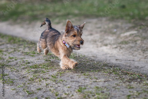 A thoroughbred Yorkshire Terrier puppy is playing running across the field.