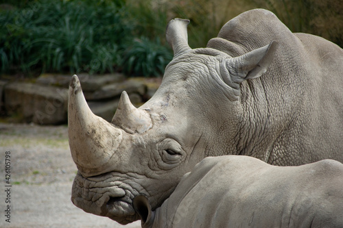 A Southern White Rhinoceros resting its head on a calf.