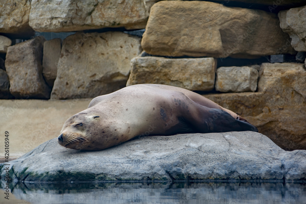 A California Sea Lion sleeping on a rock. A California Sea Lion sleeping on a rock.