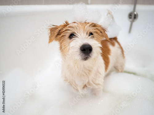 Bathing a Jack Russell Terrier puppy in a bubble bath after a walk