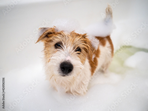 Jack Russell Terrier puppy is washed in the bathroom