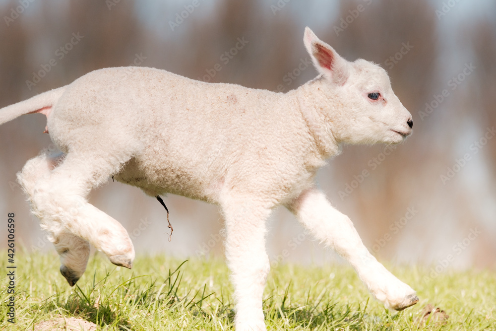 Fototapeta premium Newborn lamb runs through the meadow