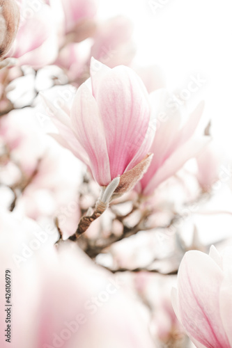 Atmospheric blossoming Magnolia flowers in spring, soft image with backlight. Shallow depth of field, bohemian style.