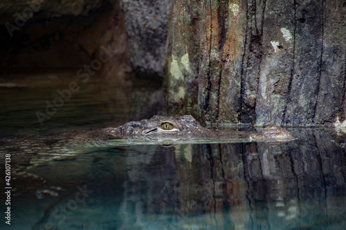 Fotografie A West African crocodile half submerged in water.