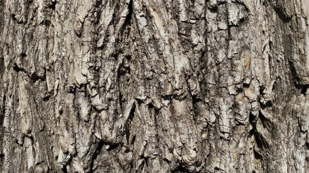 Natural nature wooden background of old bark tree. Natural nature wooden background of old bark tree.