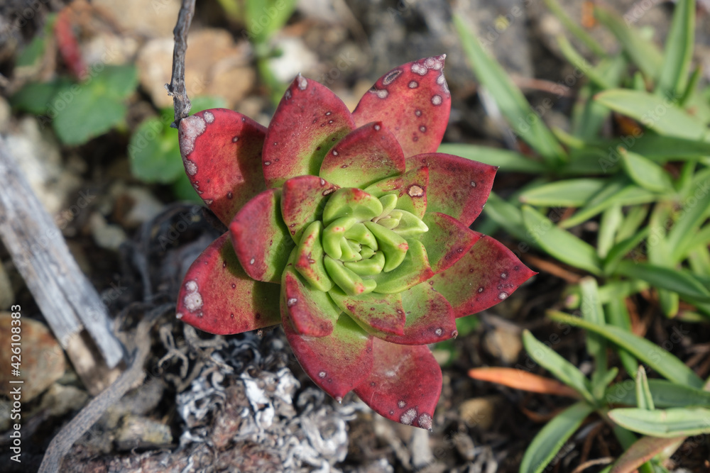 Wild Green and Red Succulent Wild Green and Red Succulent