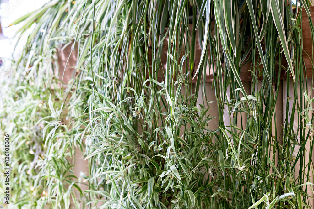 Home potted spider plant Chlorophytum closeup, airplane plant