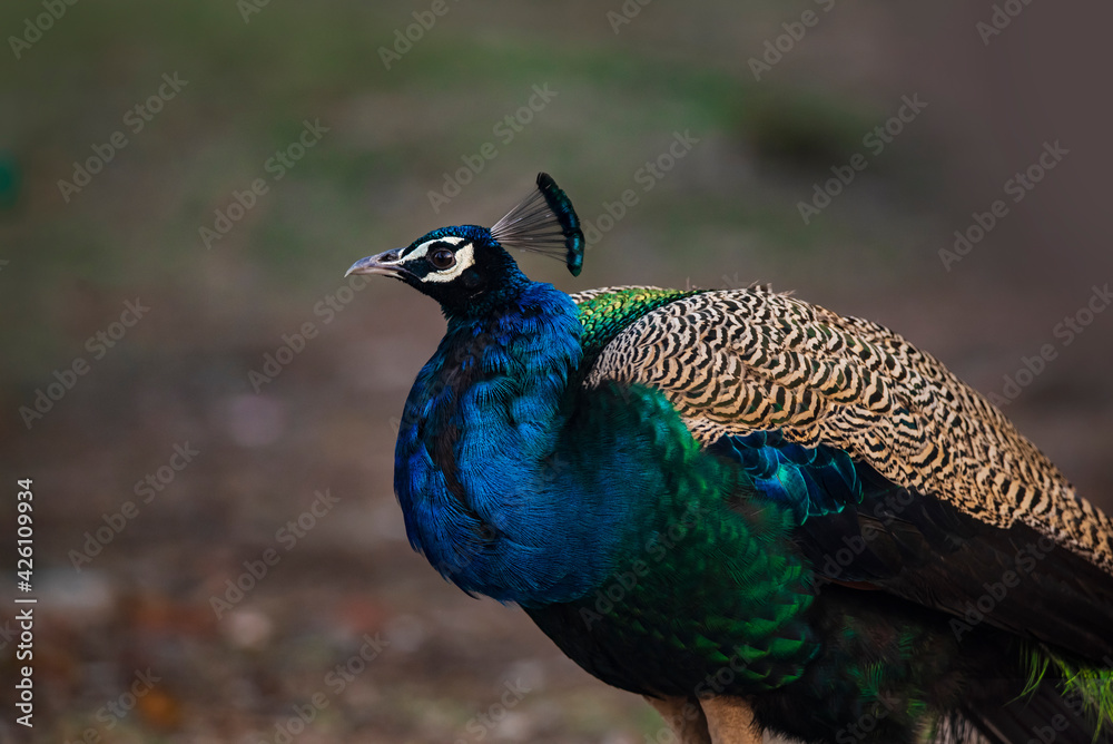 portrait of a peacock portrait of a peacock