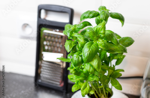 Basil leaves in a pot standing on the kitchen table.