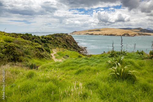 Coastal Walk Arai-Te-Uru Recreation reserve in Omapere in New Zealand photo