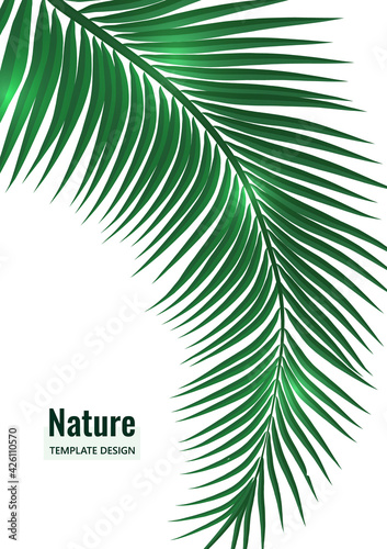 Abstract tropical style. Palm branch on a white background. Vector illustration