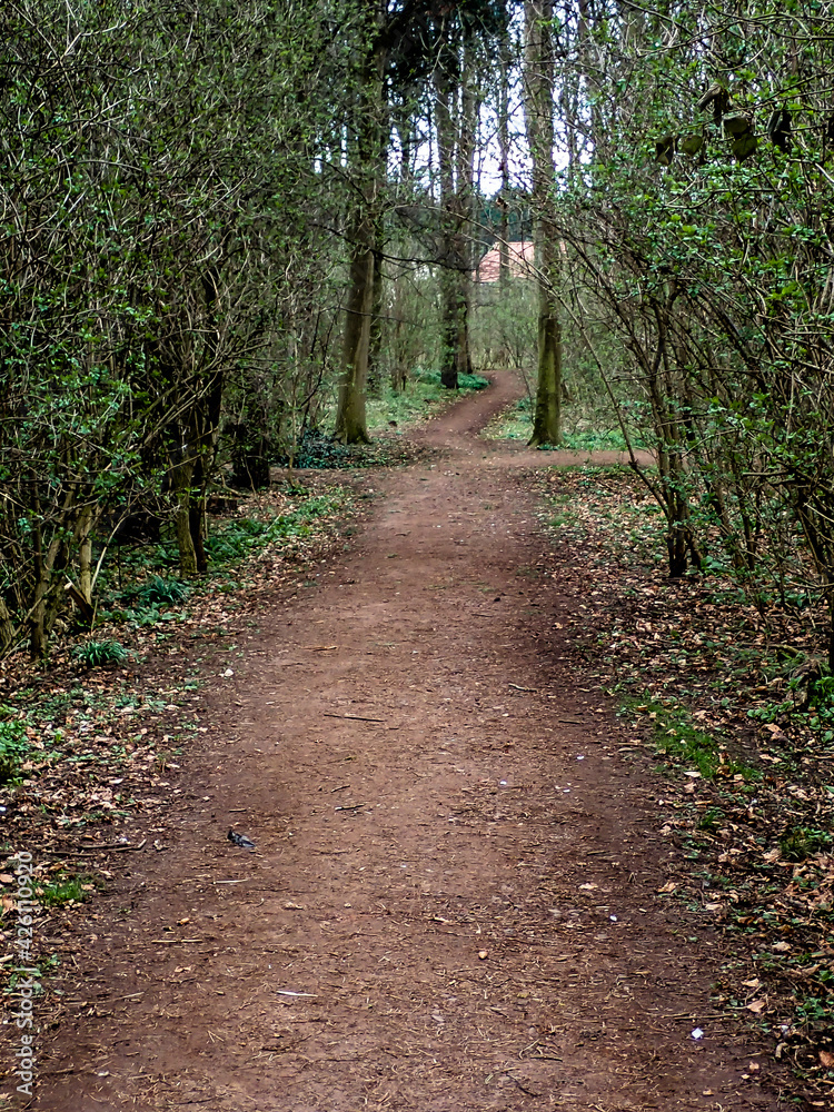 woodland walkway path