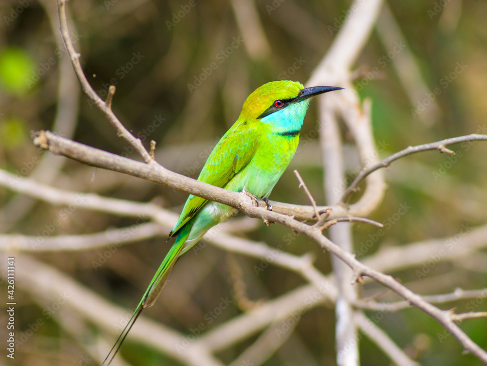 Fototapeta premium Close photo of a green bee eater in Yala National Park, Sri Lanka.