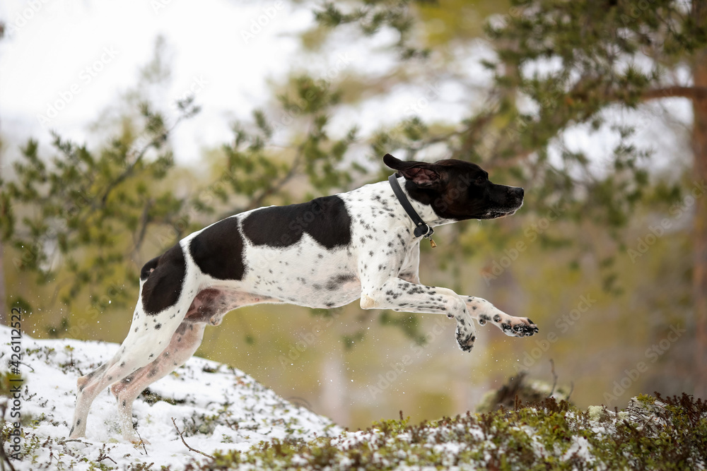 Dog english pointer