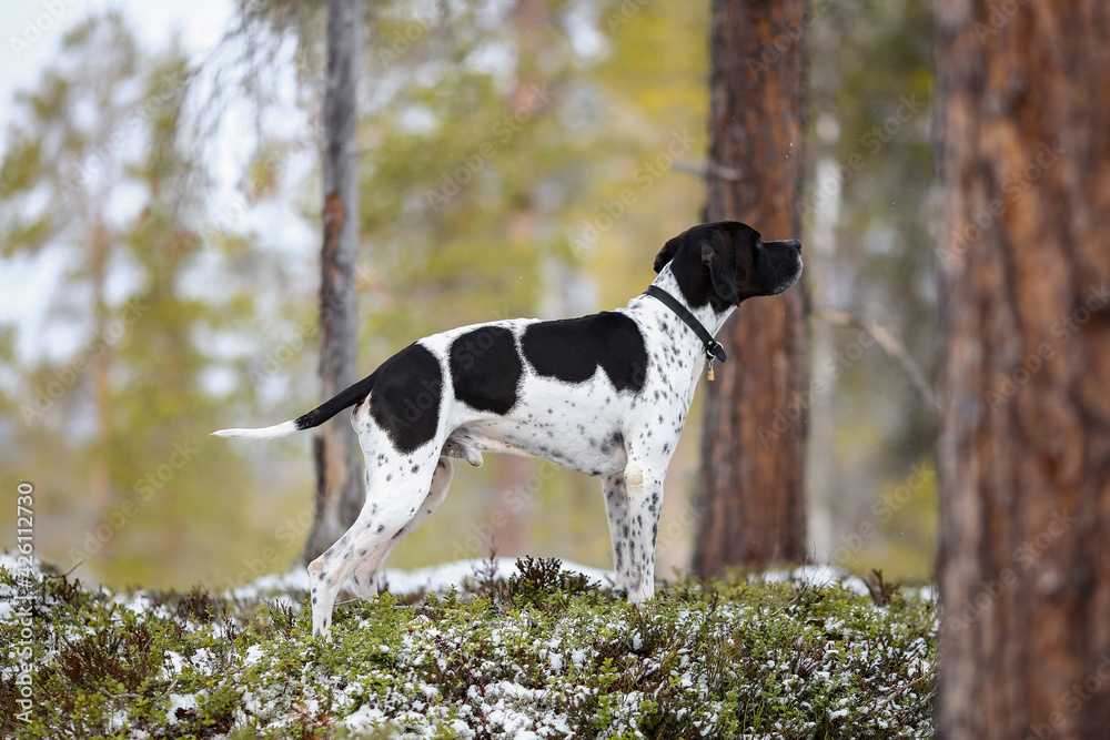 Dog english pointer