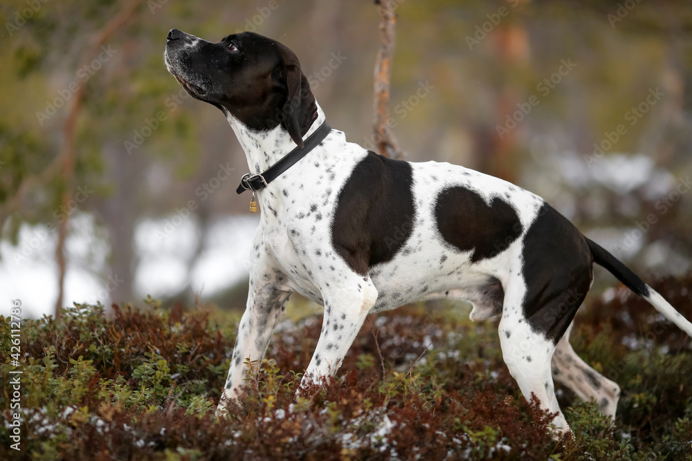 Dog english pointer