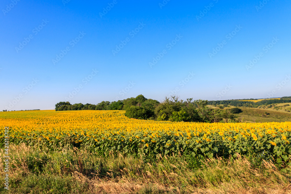 Summer landscape with sunflower fields, hills and blue sky Summer landscape with sunflower fields, hills and blue sky