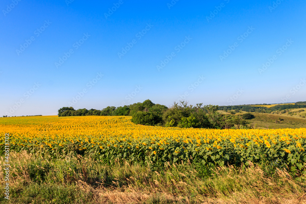 Summer landscape with sunflower fields, hills and blue sky