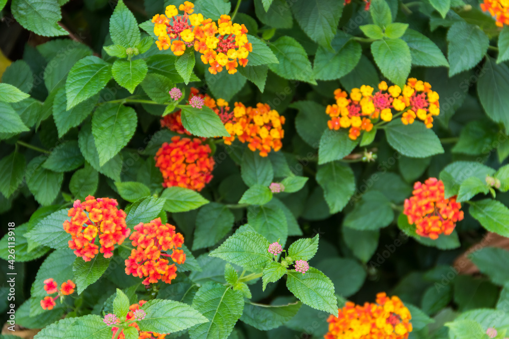 Beautiful flowers of Lantana camara (common lantana) plant Beautiful flowers of Lantana camara (common lantana) plant