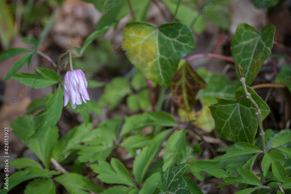 Crowfoot (Anemone nemora) one of the first wild flowers to emerge in springtime Crowfoot (Anemone nemora) one of the first wild flowers to emerge in springtime