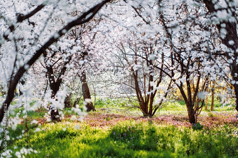 Spring landscape with blooming trees in the park Spring landscape with blooming trees in the park