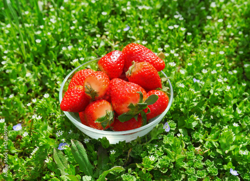 Fototapeta Naklejka Na Ścianę i Meble -  strawberries in a bowl
