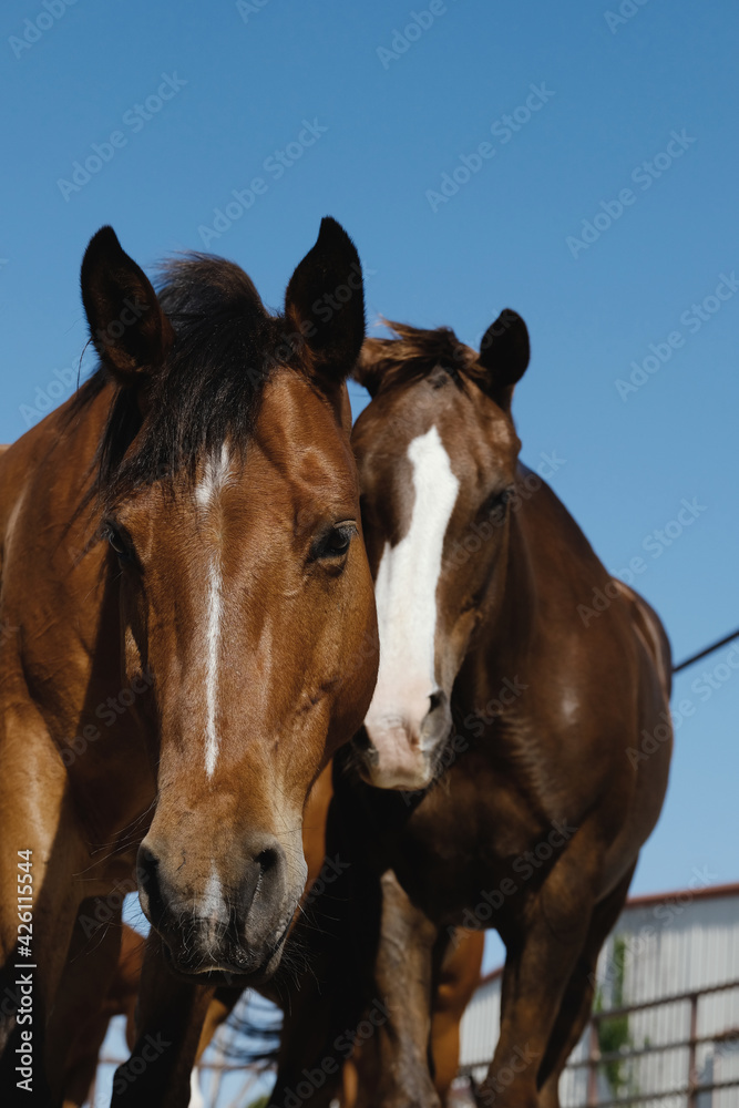 Curious quarter horses close up on farm. Curious quarter horses close up on farm.